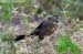 Lesser Coucal