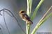 Baya Weaver