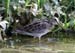 Common Snipe