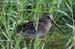 Common Snipe