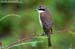 Brown Shrike