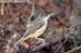 Oriental Reed Warbler