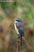 Brown Shrike