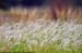 Punggol Grassland