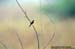 Zitting Cisticola