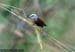 White-headed Munia