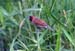 Scaly-breasted Munia