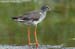 Common Redshank