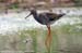 Common Redshank