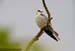 Black-shouldered Kite