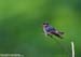 Pacific Swallow