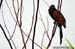 Lesser Coucal
