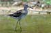 Wood Sandpiper
