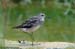 Wood Sandpiper