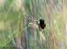Black-headed Munia