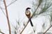 Long-tailed Shrike