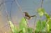 Common Tailorbird