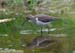 Common Sandpiper