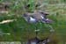 Common Sandpiper
