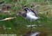 Common Sandpiper