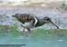 Greater Painted-Snipe