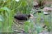 Greater Painted-Snipe