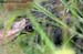 Greater Painted-Snipe