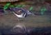 Greater Painted-Snipe