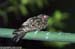 Large-tailed Nightjar