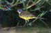 Yellow Wagtail