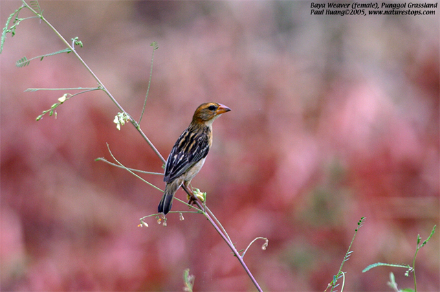 Click to view the next photo

photographer Paul Huang. 
