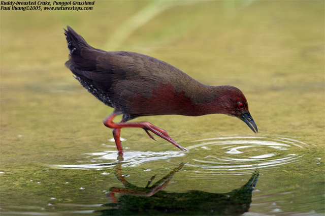 Click to view the next photo

photographer Paul Huang. 