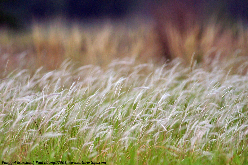 Click to view the next photo

photographer Paul Huang. 