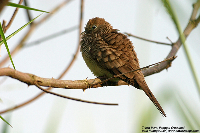 Zebra Dove