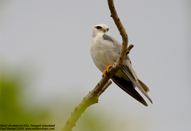 Black-shouldered Kite