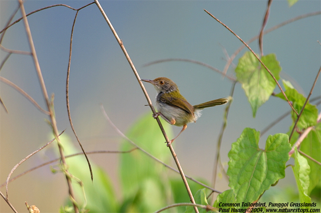 Click to view the next photo

photographer Paul Huang. 