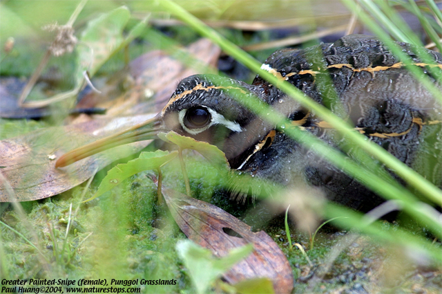 Greater Painted-Snipe