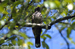 Grey Nightjar