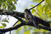 Grey Nightjar
