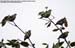 Thick-billed Pigeons