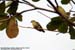 Thick-billed Pigeons