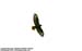 Common Buzzard