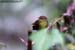 Striped Tit-Babbler