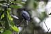 Drongo Cuckoo