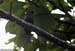 Drongo Cuckoo