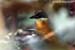 Blue-winged Pitta