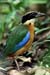 Blue-winged Pitta