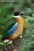 Blue-winged Pitta