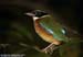 Blue-winged Pitta