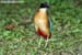 Blue-winged Pitta